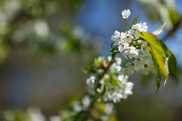 White with pink flowers of the cherry blossoms on a spring day in the park