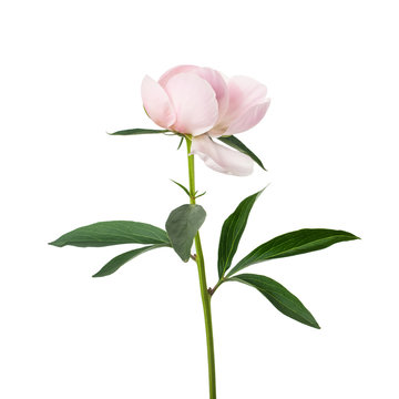 Pink peony flower isolated on white