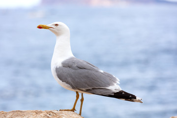 seagull posing on a rock