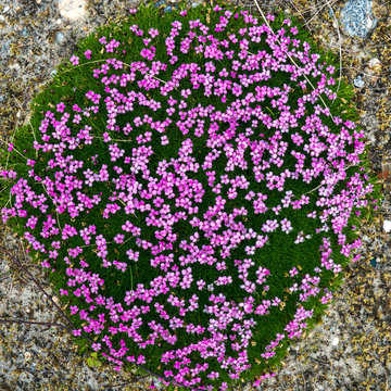 Bed of hybrid phlox in shades of violet and magenta, flourishing as dense ground cover in spring, for background or decoration with motifs of profusion