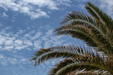 A palm with blue sky in the background.