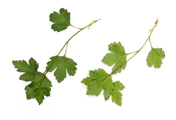 Green leaves on a isolated white background