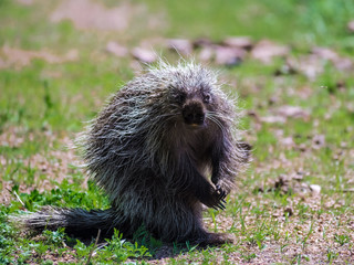 Porcupine Looking At Camera