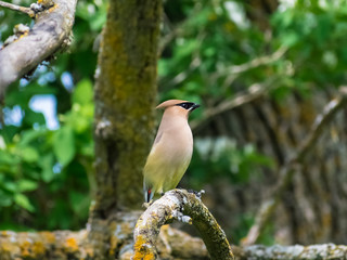 Cedar Waxwing On The Lookout