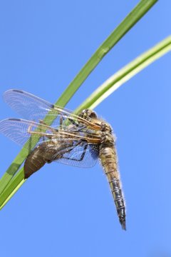 Newborn dragonfly