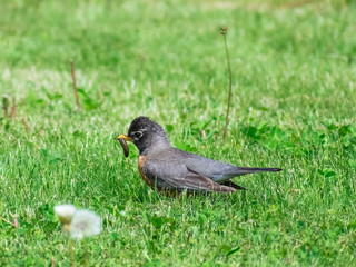 Robin With Food In Mouth