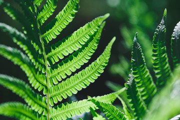Macro photography of a fern in a tropical forest. Nature background.