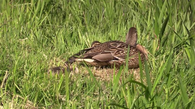 Duck Mallard with ducklings in the thickets of sedge. 