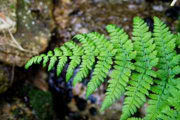 Beautiful fern leaves green foliage natural floral fern background in sunlight.