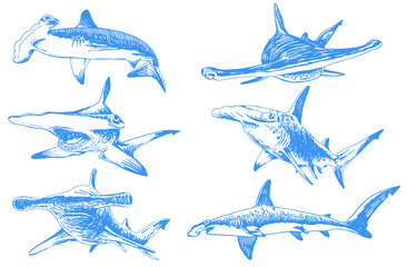 Graphical color set of hammerhead sharks isolated on white background,vector tattoo illustration - obrazy, fototapety, plakaty