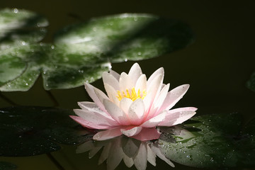 Beautiful water-lily in a beam of the sun