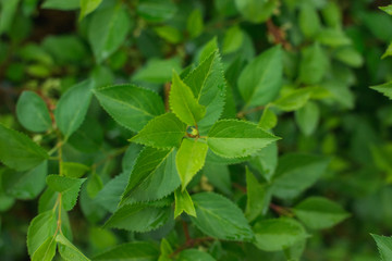 Fototapeta na wymiar Green leaves, top view