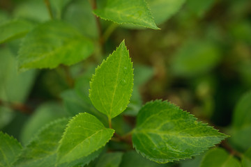 Green leaves, top view