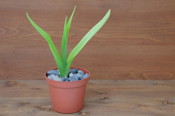 Green house flower in a brown pot on a wooden background. Close-up.