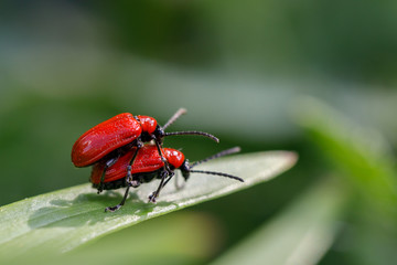 Free relations in insects. Beetles on a walk