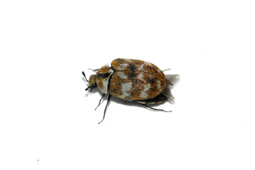 Carpet Beetle perspective over white
