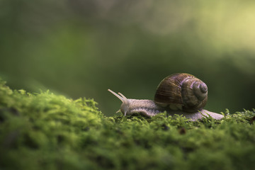 Escargot de Bourgogne