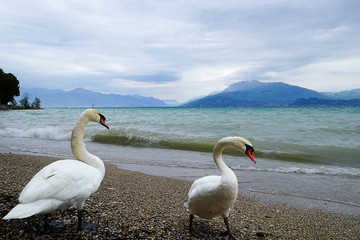 Swans permanent inhabitants of Lake Garda, Italy.