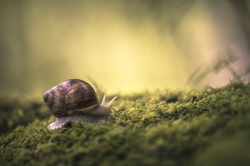 Escargot de Bourgogne