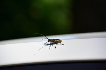 Longhorned beetle captured up close