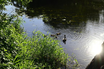 Duck and eight ducklings floating on the river