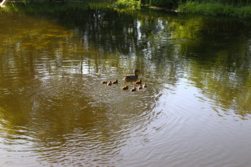Duck and eight ducklings floating on the river