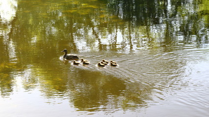 Duck and eight ducklings floating on the river