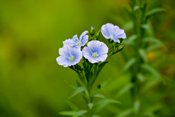 Blue flax flowers in the garden