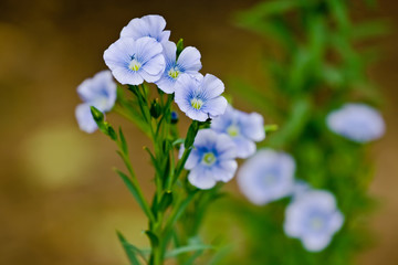 Fototapeta premium Blue flax flowers in the garden