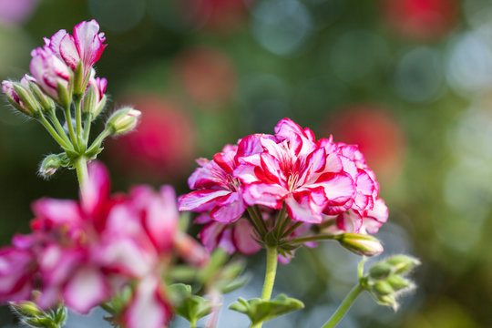 Rosarot gestreifte Blütenköpfe einer Geranie mit wunderschönem Bokeh, Makro