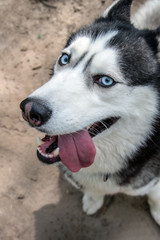 Crafty Dog husky portrait, top view. Head cute Siberian husky with blue eyes. Dog looking at camera stuck out his tongue. Close up
