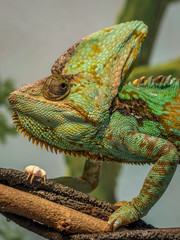 Veiled Chameleon