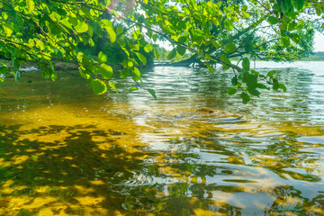 Fototapeta premium Lakes in the forests of Belarus