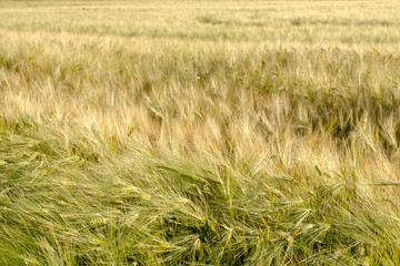 Weizenfeld im Sonnenschein