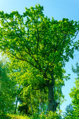 Fototapeta premium Oak on the shore