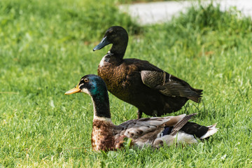 Stockenten im Gras