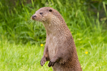 Otter standing up on hind legs