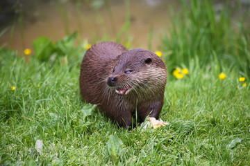 Otter on river bank enjoying food