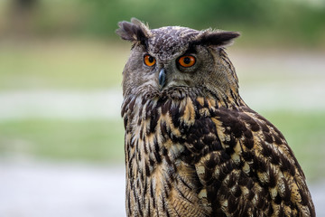Portrait of an Eurasian Eagle Owl