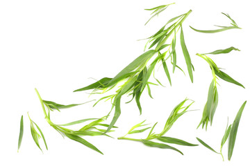 Tarragon (Artemisia dracunculus) Isolated on white background