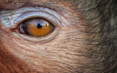 Monkey's eyes look at you.