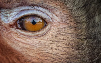 Zelfklevend Fotobehang Monkey's eyes look at you. © Thanaphat