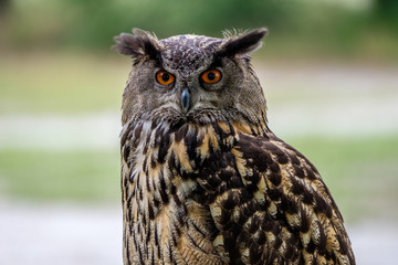 Portrait of an Eurasian Eagle Owl
