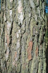 The trunk of the tree in the forest, pine bark, background