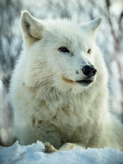 Arctic wolf