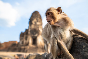 The life of monkeys with archaeological sites.  Lopburi Thailand