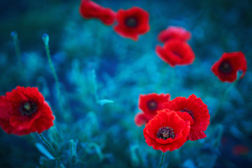 Obraz premium Selective focus on poppy flower, wild poppy flowers in natural green blurred spring background, selective focus