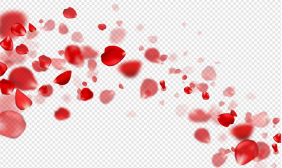 Fototapeta premium Spadające czerwone płatki róż na przezroczystym tle. Ilustracja wektorowa