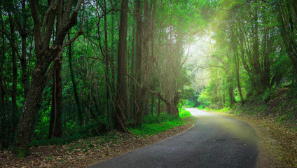 Obraz premium Mysterious fascinating landscape. Wet, after rain, road in mountain forest. Mystic tunnel through grove. Outskirts of Sintra, Portugal.