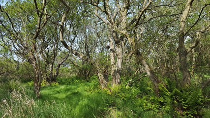 Fototapeta premium Trees and undergrowth in woods